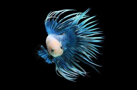 Betta fish, siamese fighting fish, betta splendens isolated on black background, Stock Photos