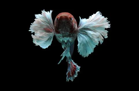 Betta fish, siamese fighting fish, betta splendens isolated on black background, Stock Photos