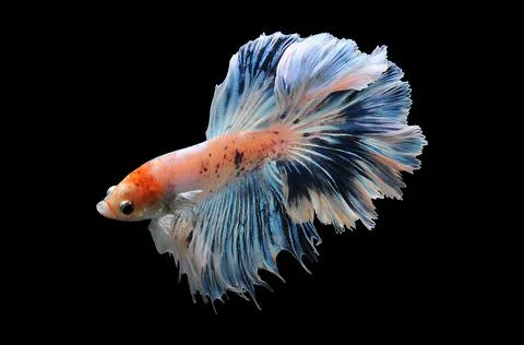 Betta fish, siamese fighting fish, betta splendens isolated on black background, Stock Photos