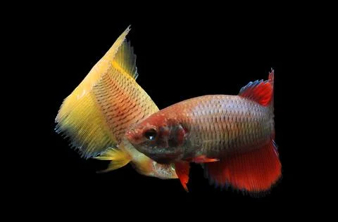 Betta fish, siamese fighting fish, betta splendens isolated on black background, Stock Photos