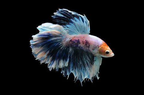 Betta fish, siamese fighting fish, betta splendens isolated on black background, Stock Photos