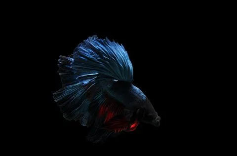 Betta fish, siamese fighting fish, betta splendens isolated on black background, Stock Photos