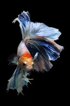 Betta fish, siamese fighting fish, betta splendens isolated on black background, Stock Photos