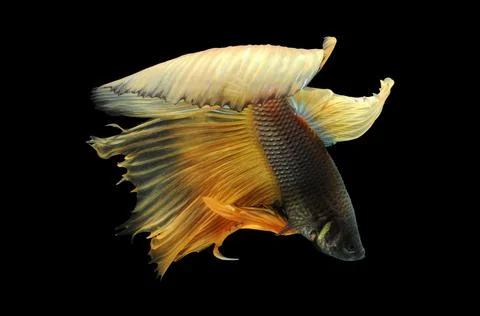 Betta fish, siamese fighting fish, betta splendens isolated on black background, Stock Photos