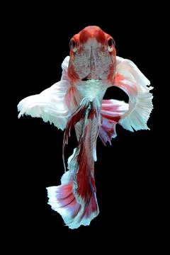 Betta fish, siamese fighting fish, betta splendens isolated on black background, Stock Photos