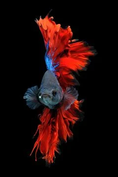 Betta fish, siamese fighting fish, betta splendens isolated on black background, Stock Photos