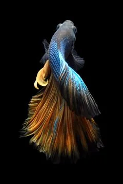 Betta fish, siamese fighting fish, betta splendens isolated on black background, Stock Photos