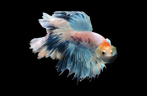 Betta fish, siamese fighting fish, betta splendens isolated on black background, Stock Photos
