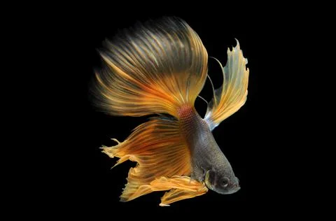 Betta fish, siamese fighting fish, betta splendens isolated on black background, Stock Photos