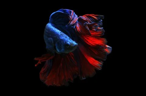 Betta fish, siamese fighting fish, betta splendens isolated on black background, Stock Photos