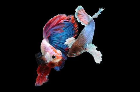 Betta fish, siamese fighting fish, betta splendens isolated on black background, Stock Photos