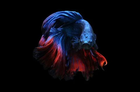 Betta fish, siamese fighting fish, betta splendens isolated on black background, Stock Photos