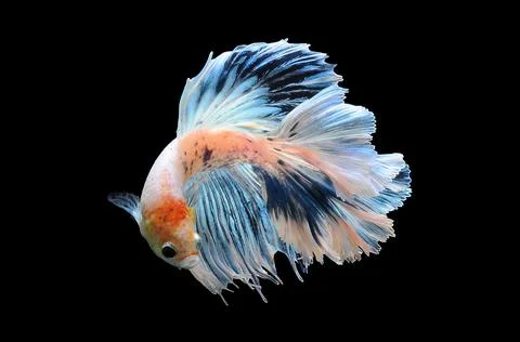 Betta fish, siamese fighting fish, betta splendens isolated on black background, Stock Photos