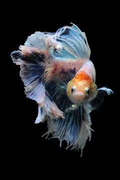 Betta fish, siamese fighting fish, betta splendens isolated on black background, Stock Photos