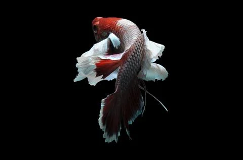 Betta fish, siamese fighting fish, betta splendens isolated on black background, Stock Photos