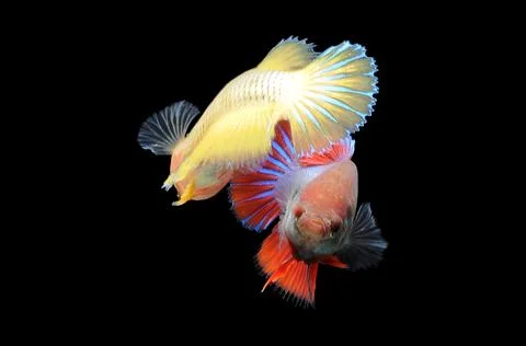 Betta fish, siamese fighting fish, betta splendens isolated on black background, Stock Photos