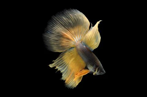 Betta fish, siamese fighting fish, betta splendens isolated on black background, Stock Photos