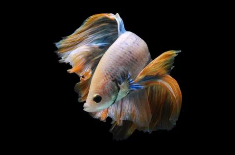 Betta fish, siamese fighting fish, betta splendens isolated on black background, Stock Photos