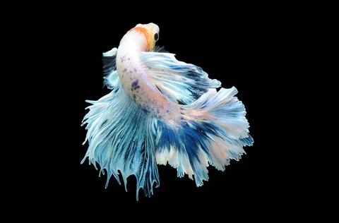 Betta fish, siamese fighting fish, betta splendens isolated on black background, Stock Photos