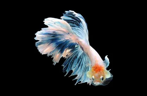 Betta fish, siamese fighting fish, betta splendens isolated on black background, Stock Photos