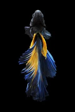 Betta fish, siamese fighting fish, betta splendens isolated on black background, Stock Photos