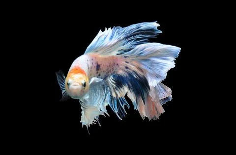 Betta fish, siamese fighting fish, betta splendens isolated on black background, Stock Photos