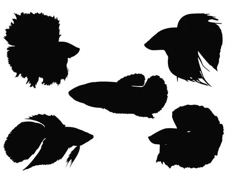 BETTA FISH SILHOUETTE VECTOR ART Stock Illustration