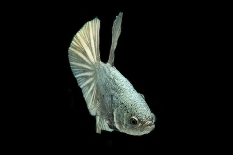 Betta fish solid cooper Halfmoon siamnese Fighting Fish Splendens isolated on bl Foto stock