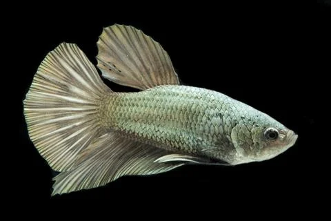 Betta fish solid cooper Halfmoon siamnese Fighting Fish Splendens isolated on bl Foto stock