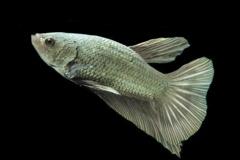 Betta fish solid cooper Halfmoon siamnese Fighting Fish Splendens isolated on bl Foto stock