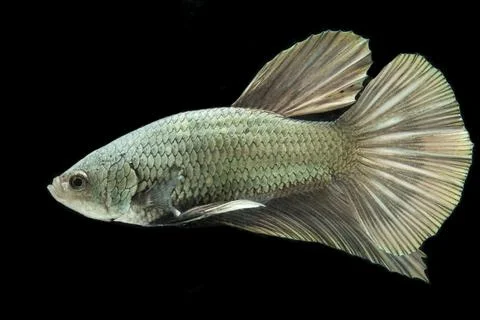 Betta fish solid cooper Halfmoon siamnese Fighting Fish Splendens isolated on bl Stock Photos