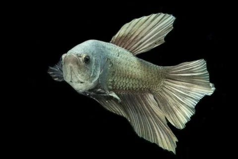 Betta fish solid cooper Halfmoon siamnese Fighting Fish Splendens isolated on bl Stock Photos