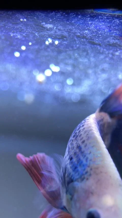 Betta fish swimming in the aquarium Stock Footage 221209914