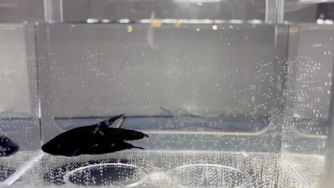 Betta Fish Swimming Indoors Inside a Glass Aquarium Tank with Air Bubbles Stock Footage 340260373