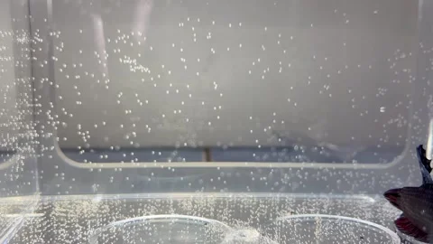 Betta Fish Swimming Indoors Inside a Glass Aquarium Tank with Air Bubbles Stock Footage 340260374