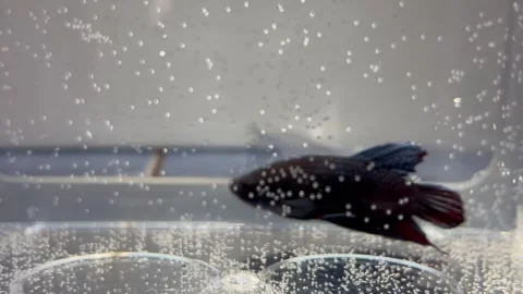 Betta Fish Swimming Indoors Inside a Glass Aquarium Tank with Air Bubbles Stock Footage 340260384
