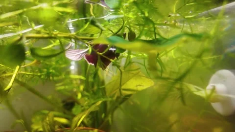 Betta Fish Swimming through Aquatic Plants in Fishtank. Stock Footage 296019726