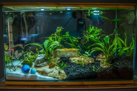 Betta fish tank Stock Photos