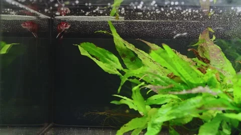 Betta fish under foam nest Stock Footage 275019103