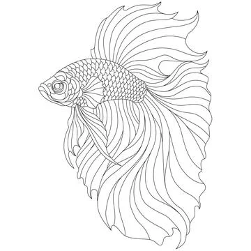 Betta Fish Vitrage Line Art Black White Coloring Pattern イラスト素材