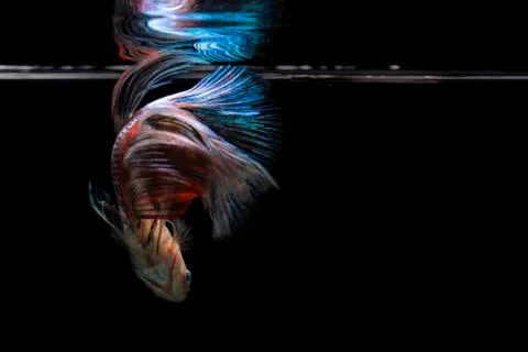 Betta fish water surface reflection on black background Stock Photos