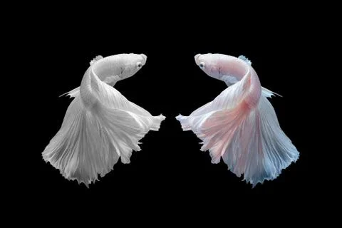 Betta fish,Siamese fighting fish black and with and colour version in movement Photos