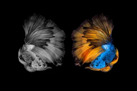 Betta fish,Siamese fighting fish black and with and colour version in movement Photos