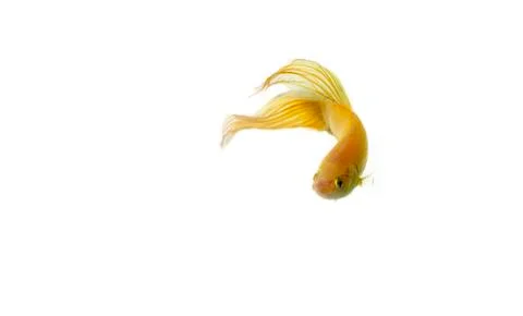 Betta golden Stock Photos