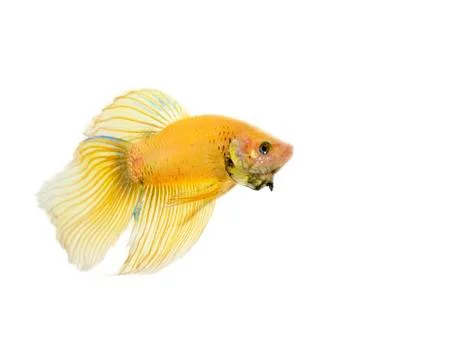 Betta golden Stock Photos