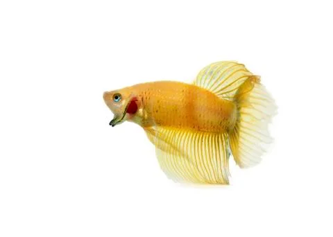 Betta golden Stock Photos