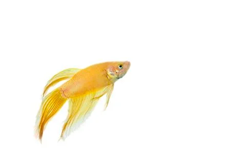 Betta golden Stock Photos