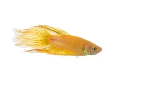 Betta golden Stock Photos
