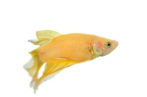 Betta golden Stock Photos