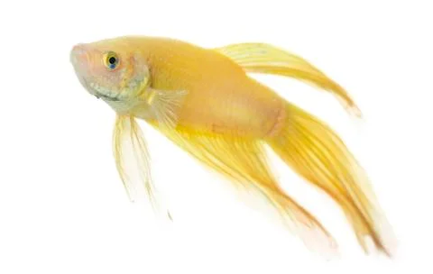 Betta golden Stock Photos